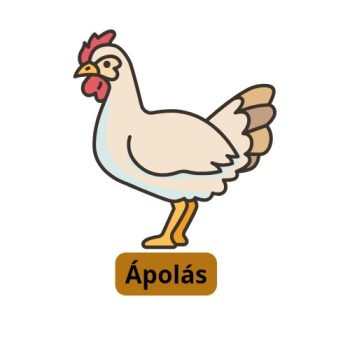 Ápolás